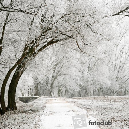 2024 Mein Bild - Elke Hickstein: &quot;Winter im Selztal&quot;